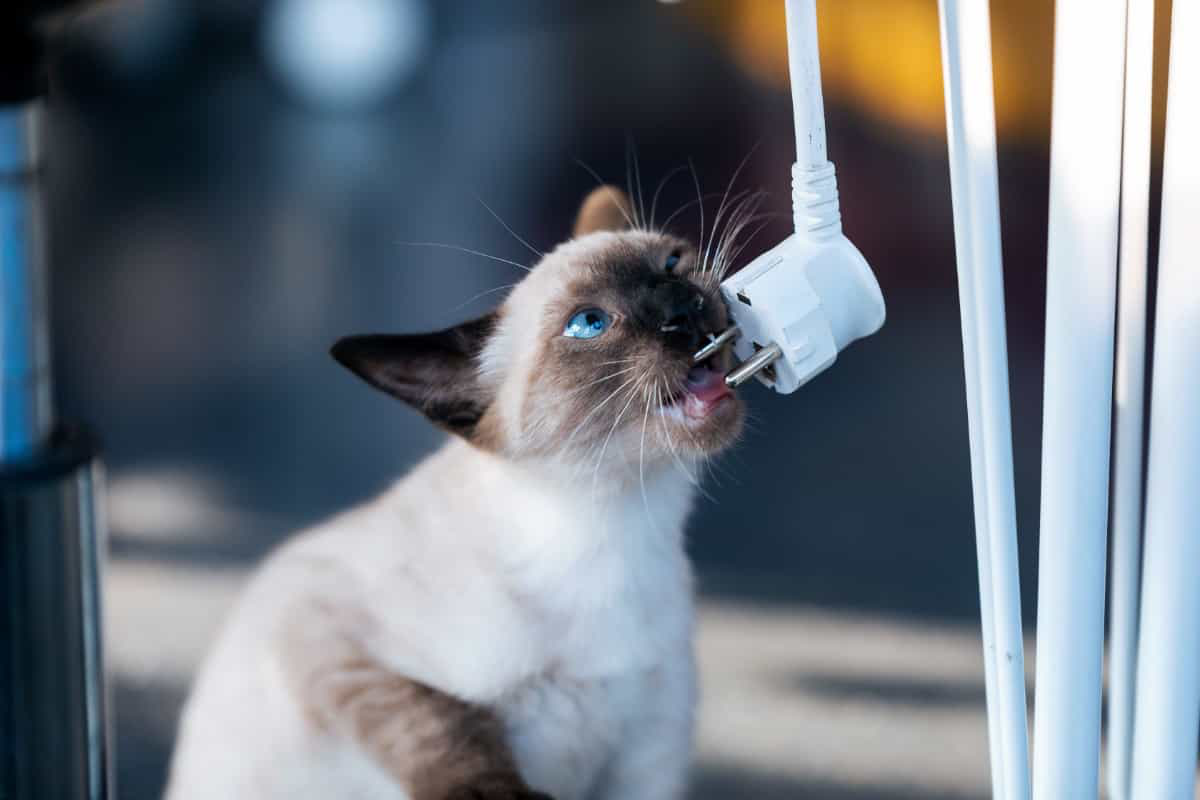 cat biting cable cute